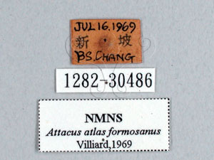 * Attacus atlas formosanus Villiard, 1969