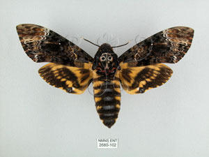 * Acherontia lachesis (Fabricius, 1798)* 智財權：國立自然科學博物館