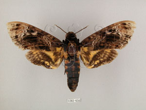 * 圖說：Acherontia lachesis (Fabricius, 1798)* Acherontia lachesis (Fabricius, 1798)* 作者：J. I. Wong拍攝,翁如儀拍攝* 智財權：國立自然科學博物館
