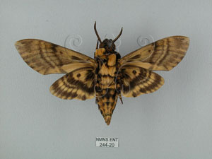 * 圖說：Acherontia lachesis (Fabricius, 1798)* Acherontia lachesis (Fabricius, 1798)* 作者：J. I. Wong拍攝,翁如儀拍攝* 智財權：國立自然科學博物館