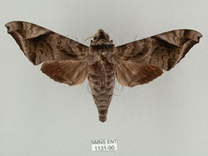 * 圖說：Acosmeryx naga (Moore, 1857)* Acosmeryx naga (Moore, 1857)* 作者：J. I. Wong拍攝,翁如儀拍攝* 智財權：國立自然科學博物館