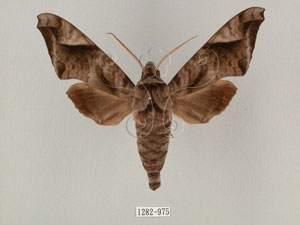 * 圖說：Acosmeryx naga (Moore, 1857)* Acosmeryx naga (Moore, 1857)* 作者：J. I. Wong拍攝,翁如儀拍攝* 智財權：國立自然科學博物館