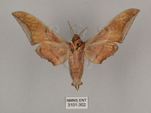 * 圖說：Ambulyx japonica angustipennis (Okano, 1959)* Ambulyx japonica angustipennis (Okano, 1959)* 作者：J. I. Wong拍攝,翁如儀拍攝* 智財權：國立自然科學博物館