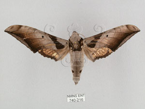 * 圖說：Ambulyx japonica angustipennis (Okano, 1959)* Ambulyx japonica angustipennis (Okano, 1959)* 作者：J. I. Wong拍攝,翁如儀拍攝* 智財權：國立自然科學博物館