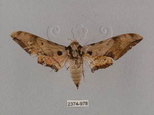 * 圖說：Ambulyx kuangtungensis (Mell, 1922)* Ambulyx kuangtungensis (Mell, 1922)* 作者：J. I. Wong拍攝,翁如儀拍攝* 智財權：國立自然科學博物館