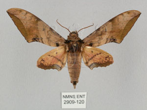 * 圖說：Ambulyx kuangtungensis (Mell, 1922)* Ambulyx kuangtungensis (Mell, 1922)* 作者：J. I. Wong拍攝,翁如儀拍攝* 智財權：國立自然科學博物館