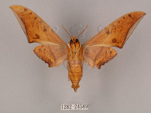 * 圖說：Ambulyx ochracea Bulter, 1885* Ambulyx ochracea Bulter, 1885* 作者：翁如儀拍攝,J. I. Wong拍攝* 智財權：國立自然科學博物館
