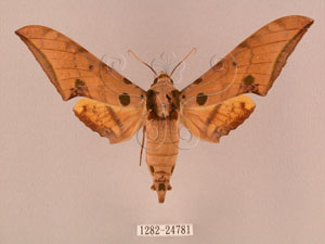 * 圖說：Ambulyx ochracea Bulter, 1885* Ambulyx ochracea Bulter, 1885* 作者：J. I. Wong拍攝,翁如儀拍攝* 智財權：國立自然科學博物館