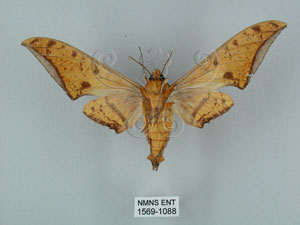 * 圖說：Ambulyx ochracea Bulter, 1885* Ambulyx ochracea Bulter, 1885* 作者：J. I. Wong拍攝,翁如儀拍攝* 智財權：國立自然科學博物館