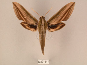 * 圖說：Cechenena lineosa (Walker, 1856)* Cechenena lineosa (Walker, 1856)* 作者：J. I. Wong拍攝,翁如儀拍攝* 智財權：國立自然科學博物館