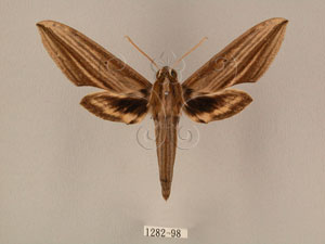 * 圖說：Cechenena lineosa (Walker, 1856)* Cechenena lineosa (Walker, 1856)* 作者：J. I. Wong拍攝,翁如儀拍攝* 智財權：國立自然科學博物館