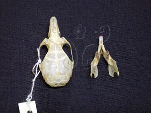 * 台灣森鼠頭骨標本照片* 作者：鄭建昌拍攝* 智財權：國立自然科學博物館
