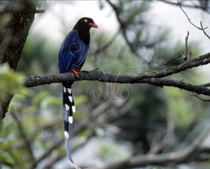 * 圖說：台灣藍鵲生態照片* 攝影者:陳加盛* 作者：陳加盛拍攝* 智財權：陳加盛