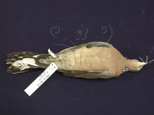 * 圖說：珠頸斑鳩標本照片* 作者：鄭建昌拍攝* 智財權：國立自然科學博物館