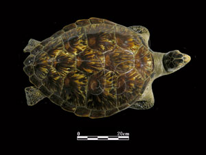 * 綠蠵龜標本照片* 智財權：國立自然科學博物館