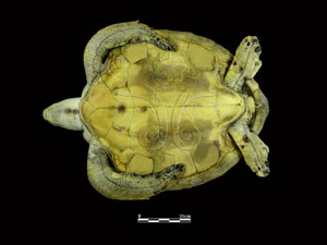 * 綠蠵龜標本照片* 智財權：國立自然科學博物館