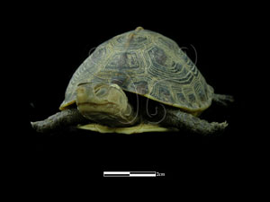 * 食蛇龜標本照片* 智財權：國立自然科學博物館