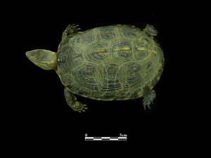 * 食蛇龜標本照片* 智財權：國立自然科學博物館