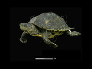 * 斑龜標本照片* 智財權：國立自然科學博物館