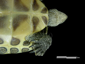 * 斑龜標本照片* 智財權：國立自然科學博物館