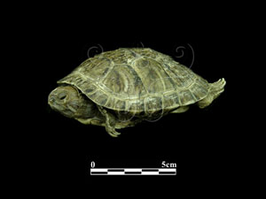 * 紅耳泥龜標本照片* 智財權：國立自然科學博物館
