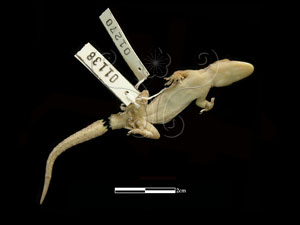 * 蝎虎標本照片* 智財權：國立自然科學博物館