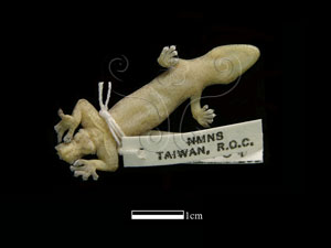 * 雅美鱗趾虎標本照片* 智財權：國立自然科學博物館