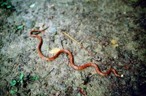 * 環紋赤蛇生態照片* 智財權：黃文山