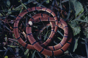 * 環紋赤蛇生態照片* 智財權：黃文山