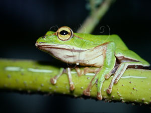 * 圖說：翡翠樹蛙生態照片