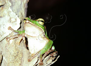 * 圖說：翡翠樹蛙生態照片