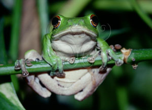 * 圖說：莫氏樹蛙生態照片