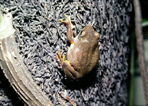 * 圖說：台北樹蛙生態照片