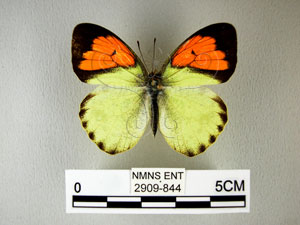 * 圖說：雌白黃蝶之背面* 作者：助理何惠茹拍攝* 智財權：國立自然科學博物館
