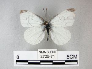 * 圖說：白粉蝶 之背面* 作者：助理何惠茹拍攝* 智財權：國立自然科學博物館