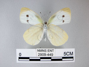 * 圖說：白粉蝶 之腹面* 作者：助理何惠茹拍攝* 智財權：國立自然科學博物館