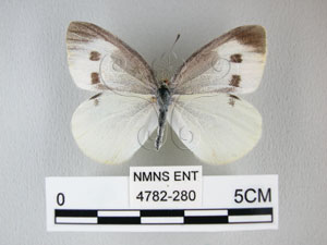* 圖說：白粉蝶 之背面* 作者：助理何惠茹拍攝* 智財權：國立自然科學博物館