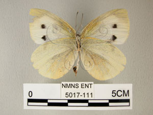 * 圖說：白粉蝶 之腹面* 作者：助理何惠茹拍攝* 智財權：國立自然科學博物館