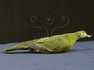 * 綠鳩標本照* 智財權：國立自然科學博物館
