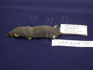 * 台灣煙尖鼠標本照* 智財權：國立自然科學博物館