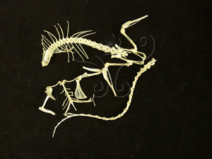 * 台灣高山田鼠標本照01* 智財權：國立自然科學博物館