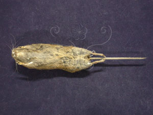 * 台灣高山田鼠標本照01* 智財權：國立自然科學博物館