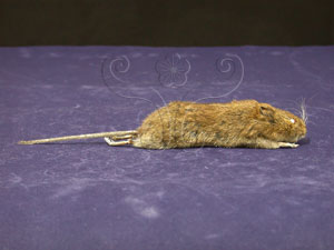 * 台灣高山田鼠標本照02* 智財權：國立自然科學博物館
