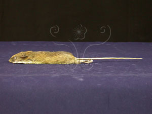 * 刺鼠標本照03* 智財權：國立自然科學博物館