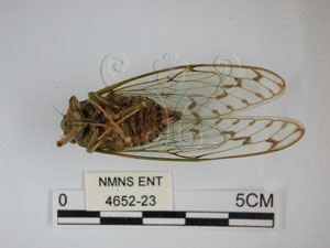 * 圖說：阿里山紋翅暮蟬之側面* 作者：助理陳佩琇拍攝* 智財權：國立自然科學博物館