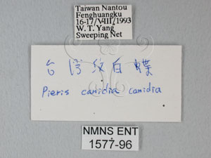 * 圖說：台灣紋白蝶 標本籤* 作者：助理何惠茹拍攝* 智財權：國立自然科學博物館
