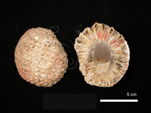 * Araucaria sp. 南洋杉* 智財權：國立自然科學博物館