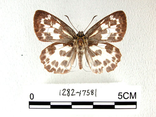白挵蝶(1282-17581)圖示