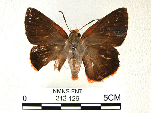 鷥褐挵蝶(212-126)圖示
