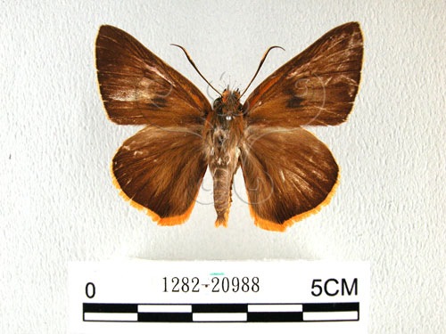 鷥褐挵蝶(1282-20988)圖示